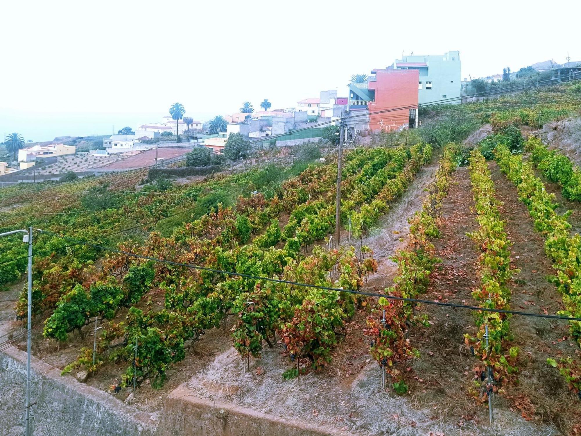 La Victoria de Acentejo Live La Victoria Carril - Casa Acogedora Y Familiar Con Terraza Completaヴィラ エクステリア 写真
