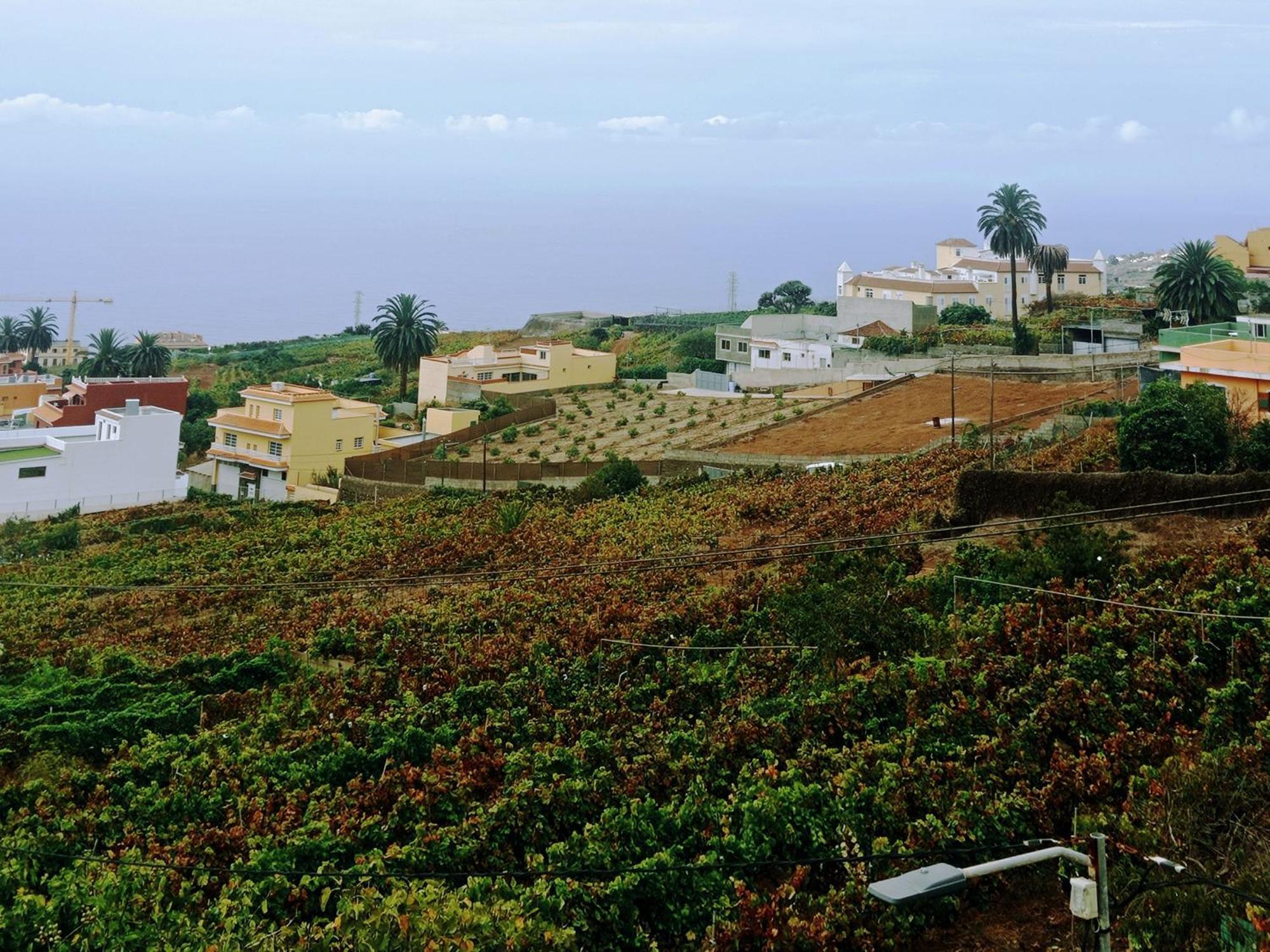 La Victoria de Acentejo Live La Victoria Carril - Casa Acogedora Y Familiar Con Terraza Completaヴィラ エクステリア 写真